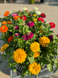 Colorful Zinnia flowers including yellow, orange, and purple in a pot siting in a metal wagon at Paisley Gardens in Northfield, MN.