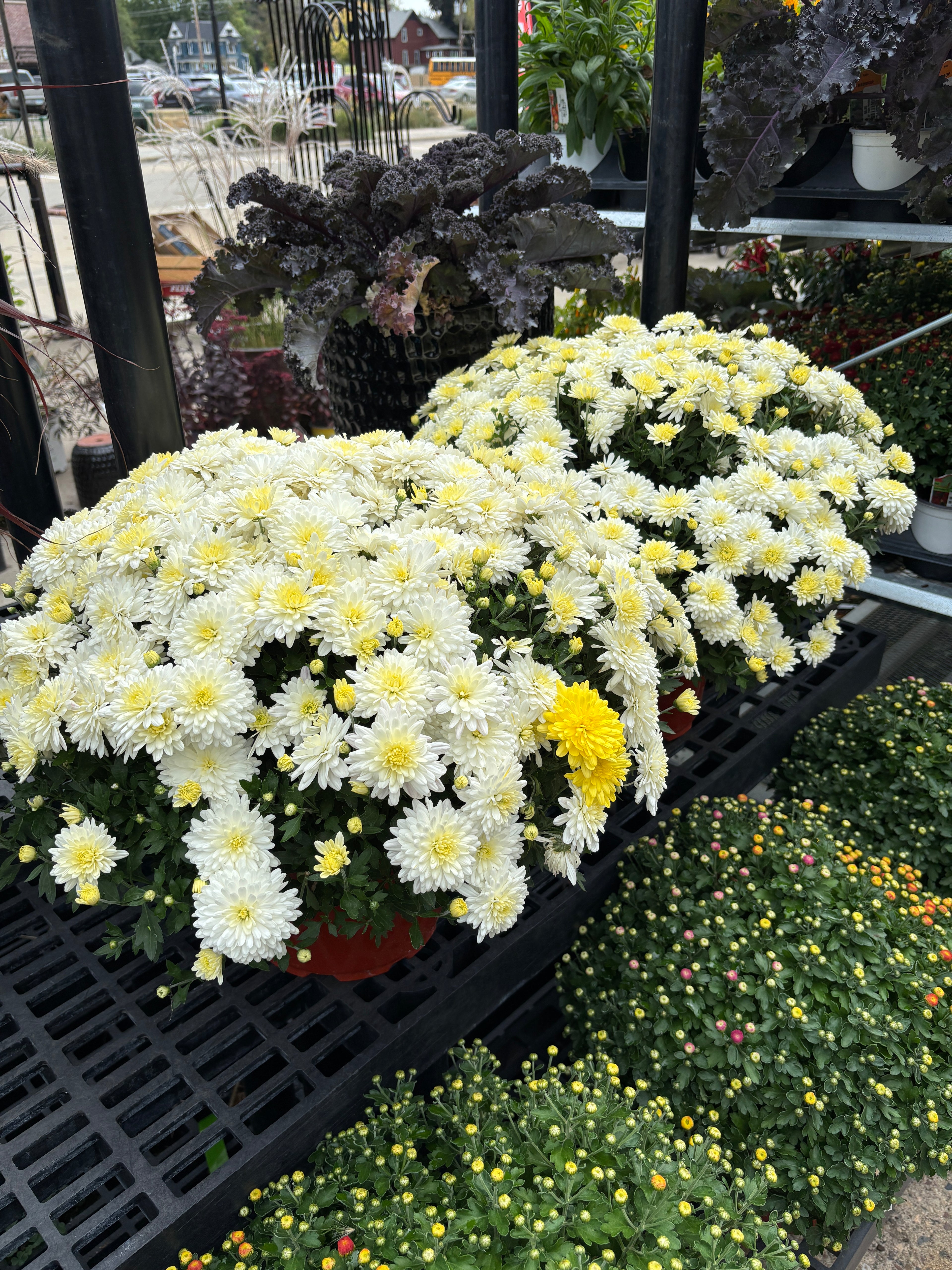 White and yellow chrysanthemums in red pots displayed on black plastic benches in a garden center at Paisley Gardens in Northfield, MN.