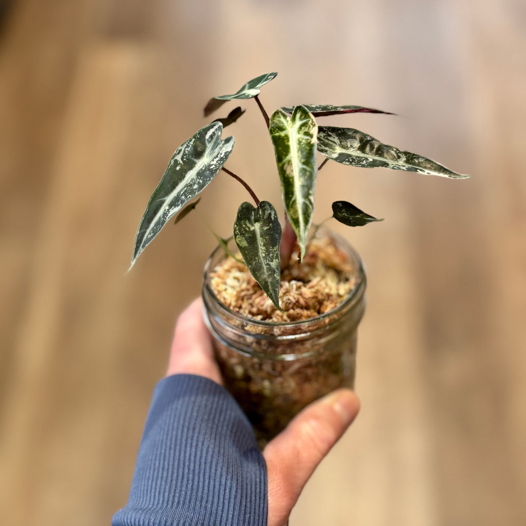 Alocasia Variegated 'Pink Bambino'