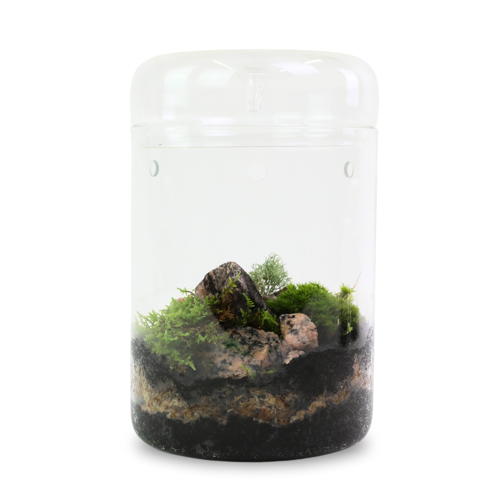 Live Mood Moss – Dormant 6X6" Squares, Hand-Harvested: Dicranum Scoparium