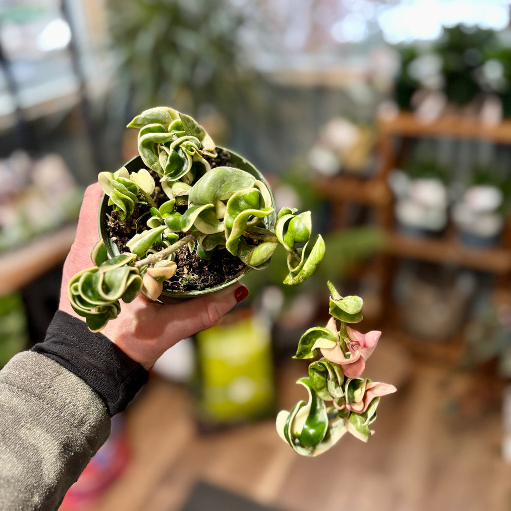 Hoya Rope Variegated