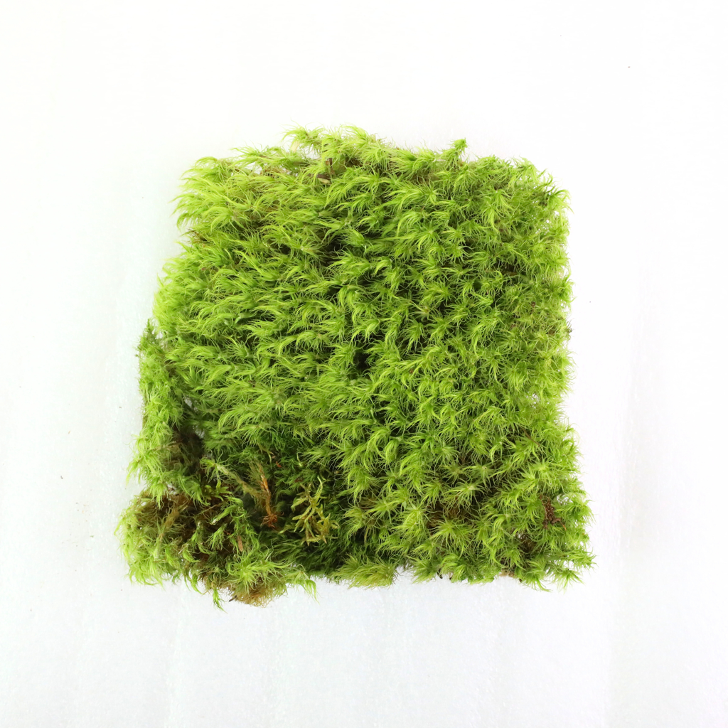 Live Mood Moss – Dormant 6X6" Squares, Hand-Harvested: Dicranum Scoparium