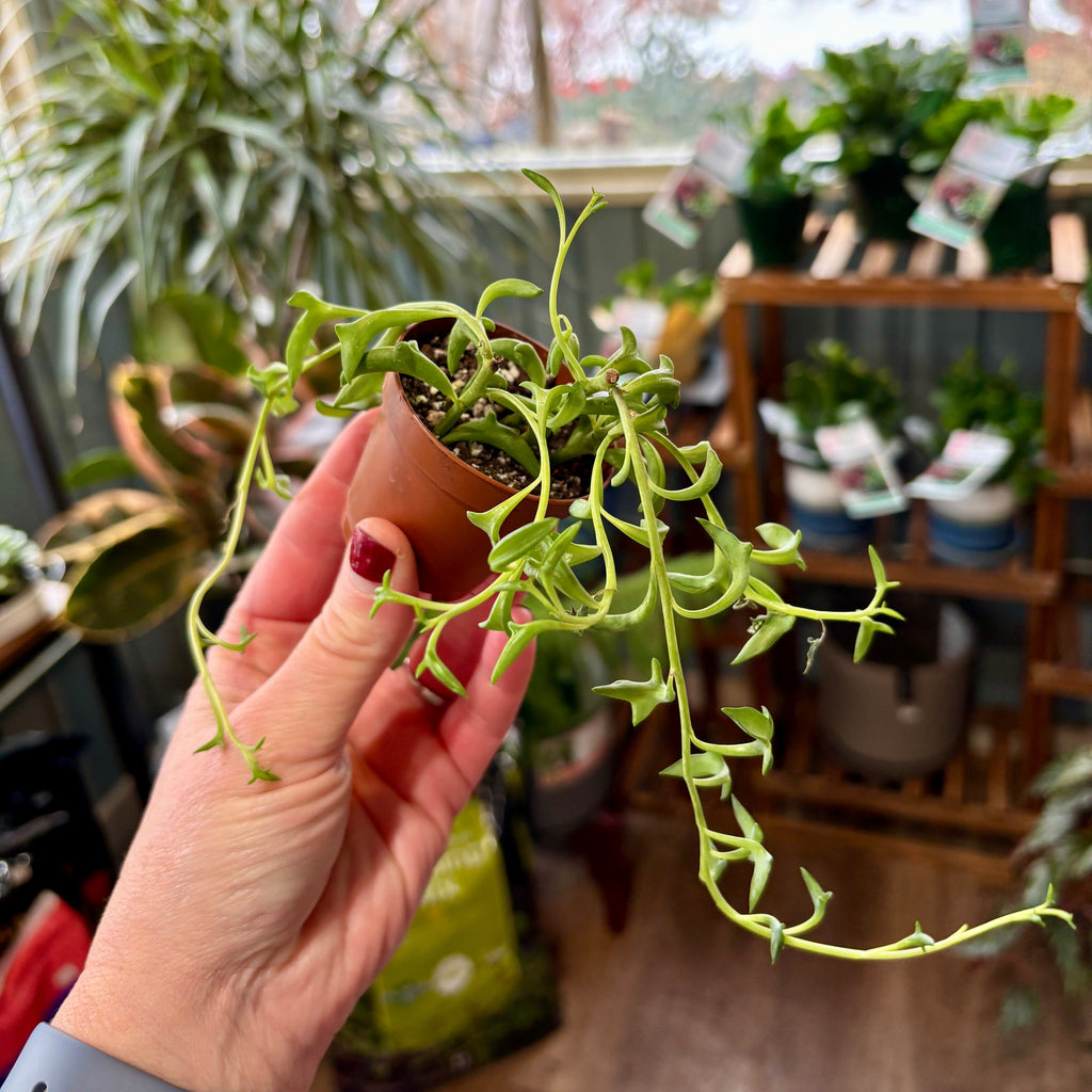 String Of Dolphins