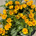 Coreopsis 'Jethro Tull' #1 Gallon