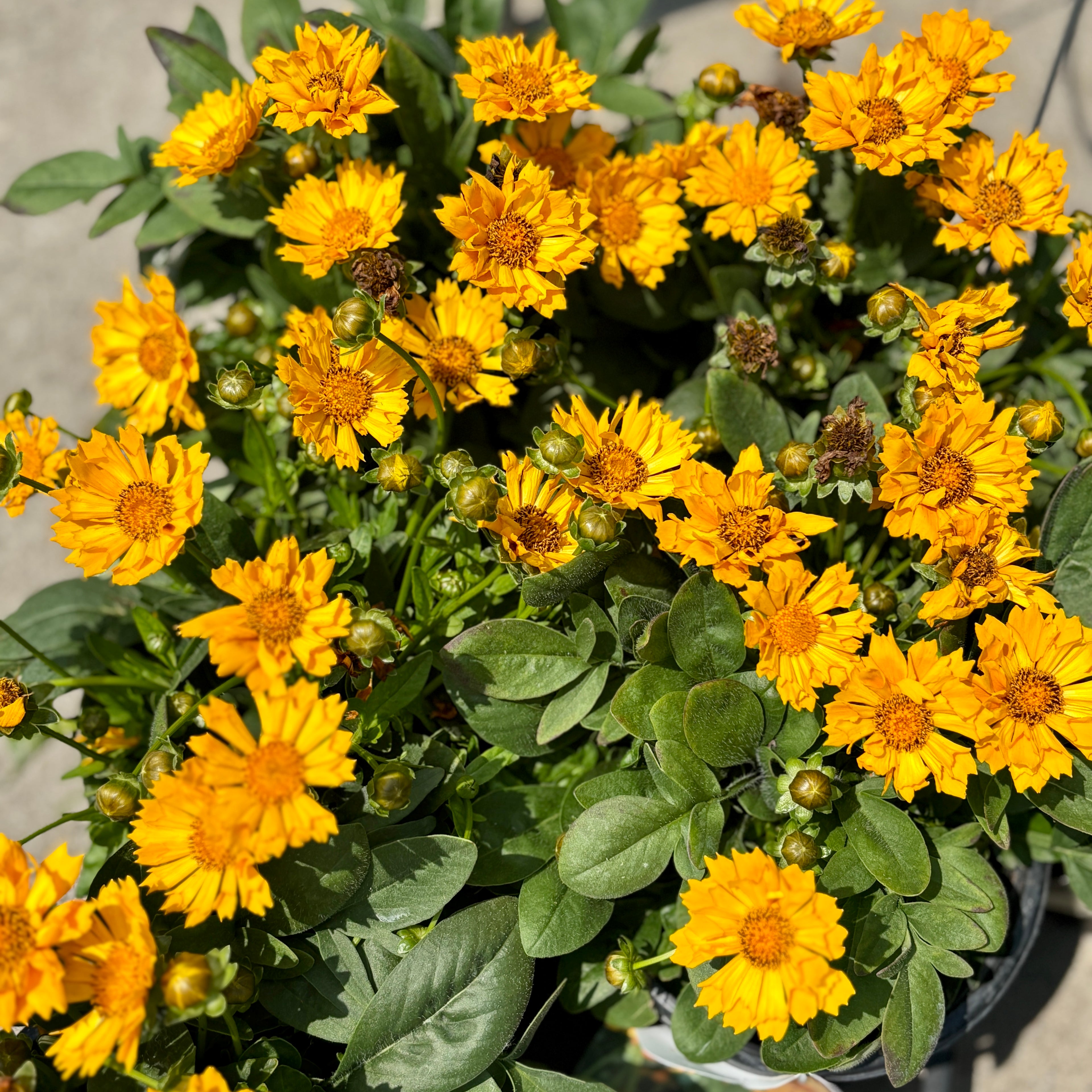 Coreopsis 'Jethro Tull' #1 Gallon