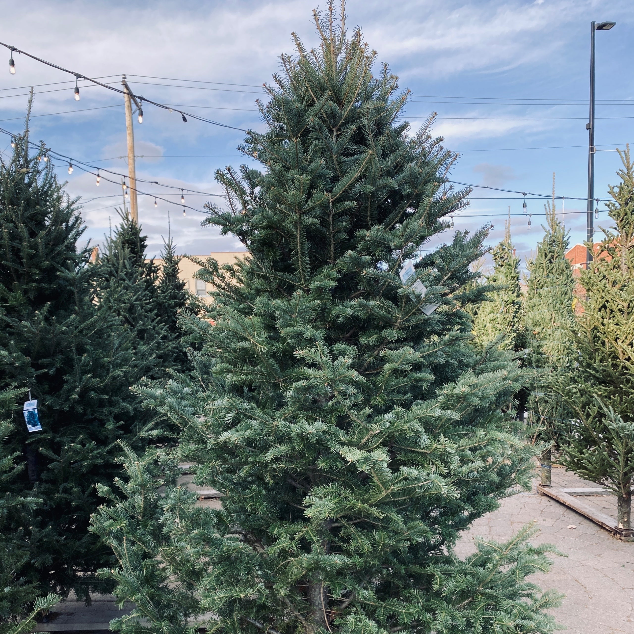 7-8' Balsam Fir Christmas Tree