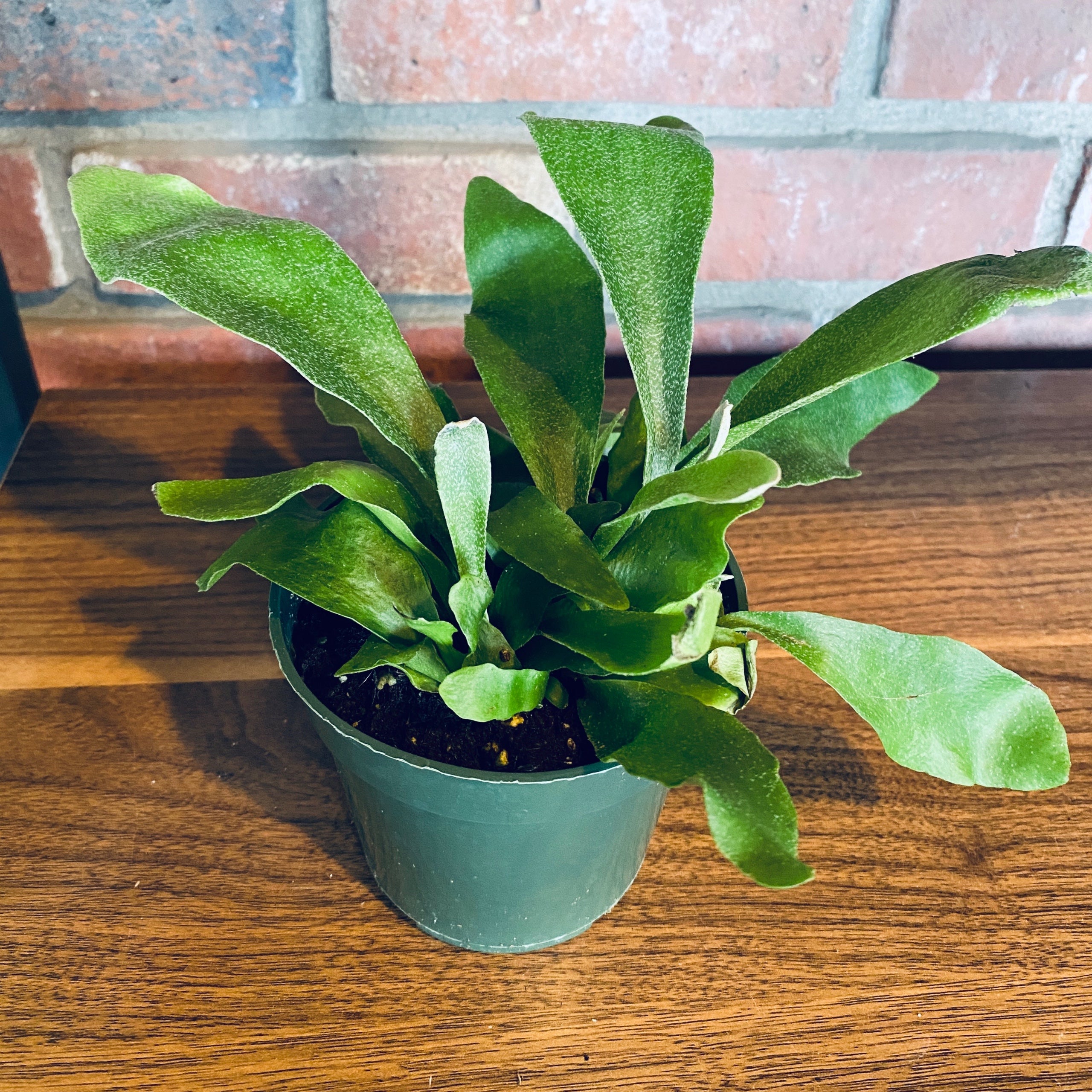 Staghorn Fern 6" And 4" - 6"