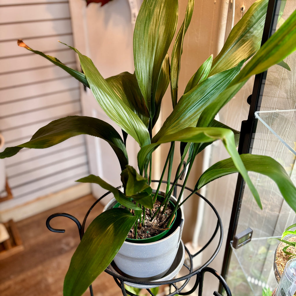 Aspidistra Elatior/Cast Iron Plant 6"