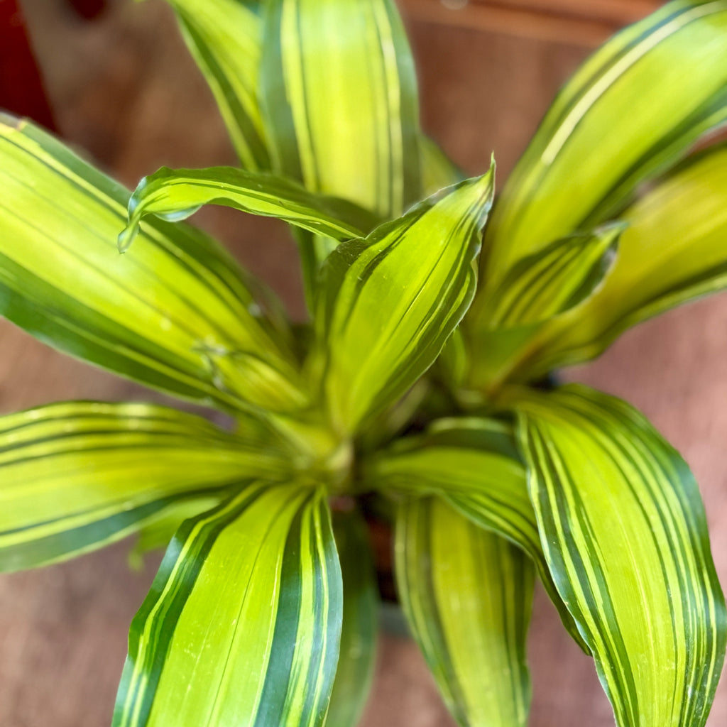 Dracaena Marley 6"