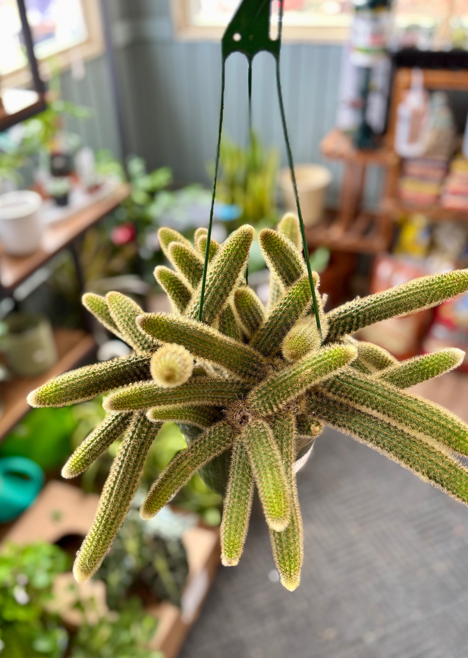 Rat Tail Cactus Hb