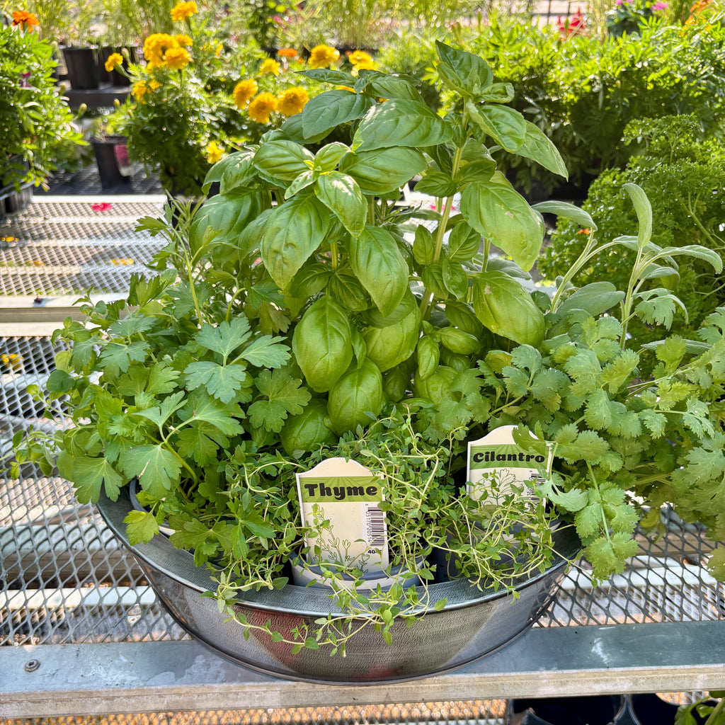 Oregano 4" Pot