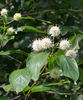 Cephalanthus Occidentalis 'Common Buttonbush' Quart Pot