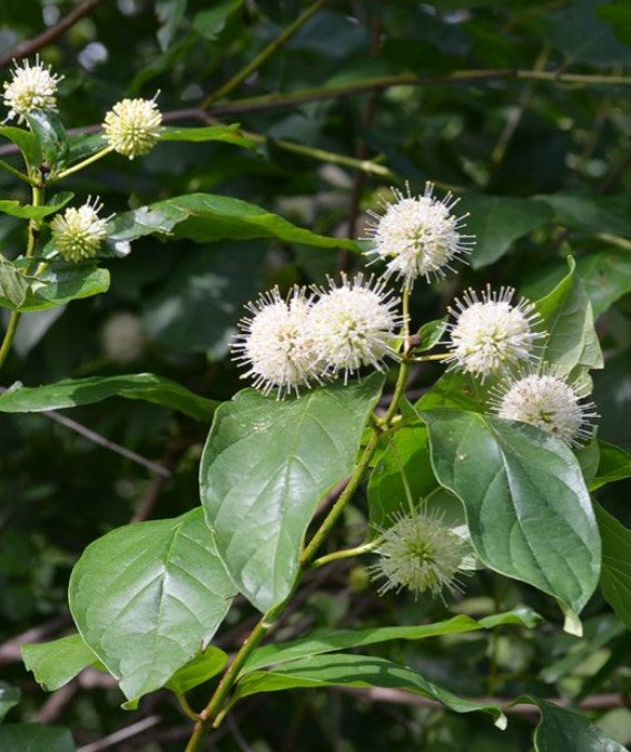 Cephalanthus Occidentalis 'Common Buttonbush' Quart Pot