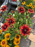8" Sunbeckia Graffiti Scarlet