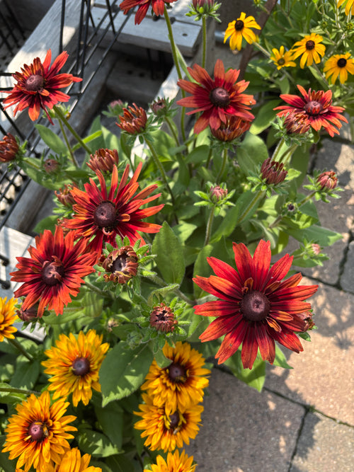 8" Sunbeckia Graffiti Scarlet