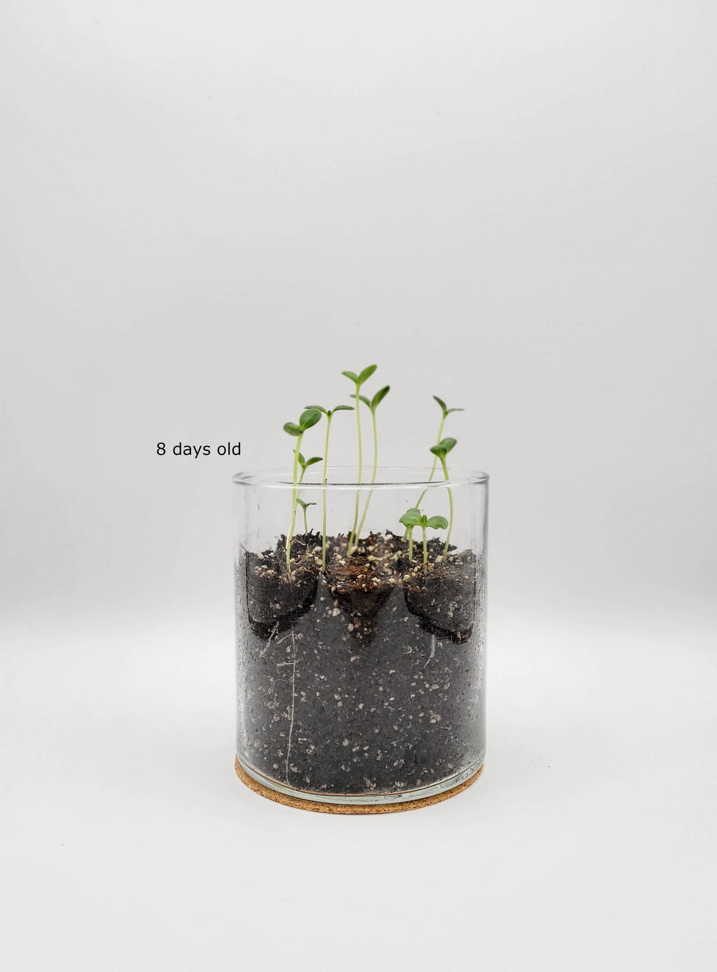 Essential | Happy Birthday Flower Garden | Gift