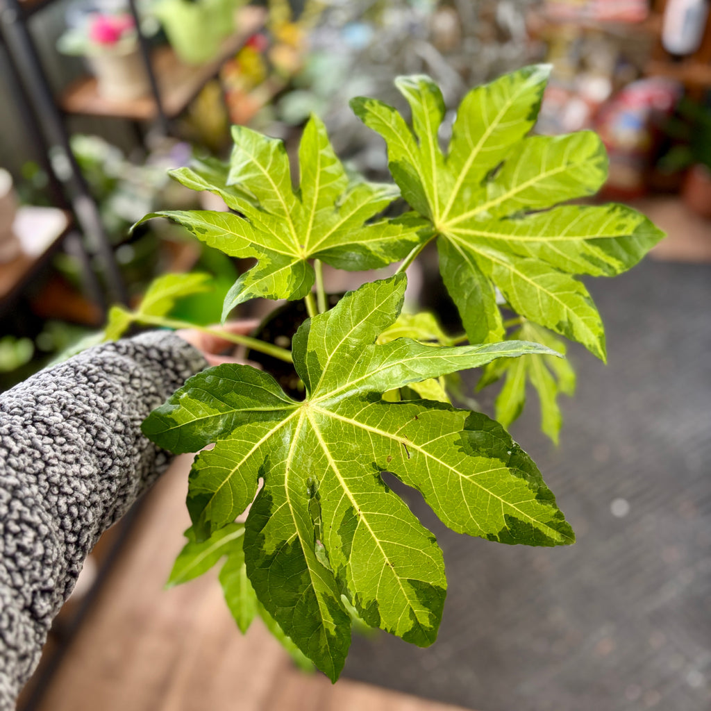 6" Fatsia Japonica 'Camouflage'