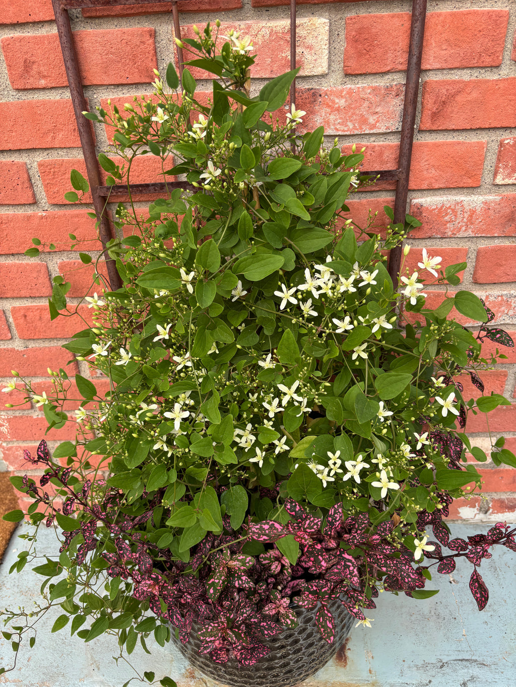 Clematis 'sweet Autumn' #1 Gallon