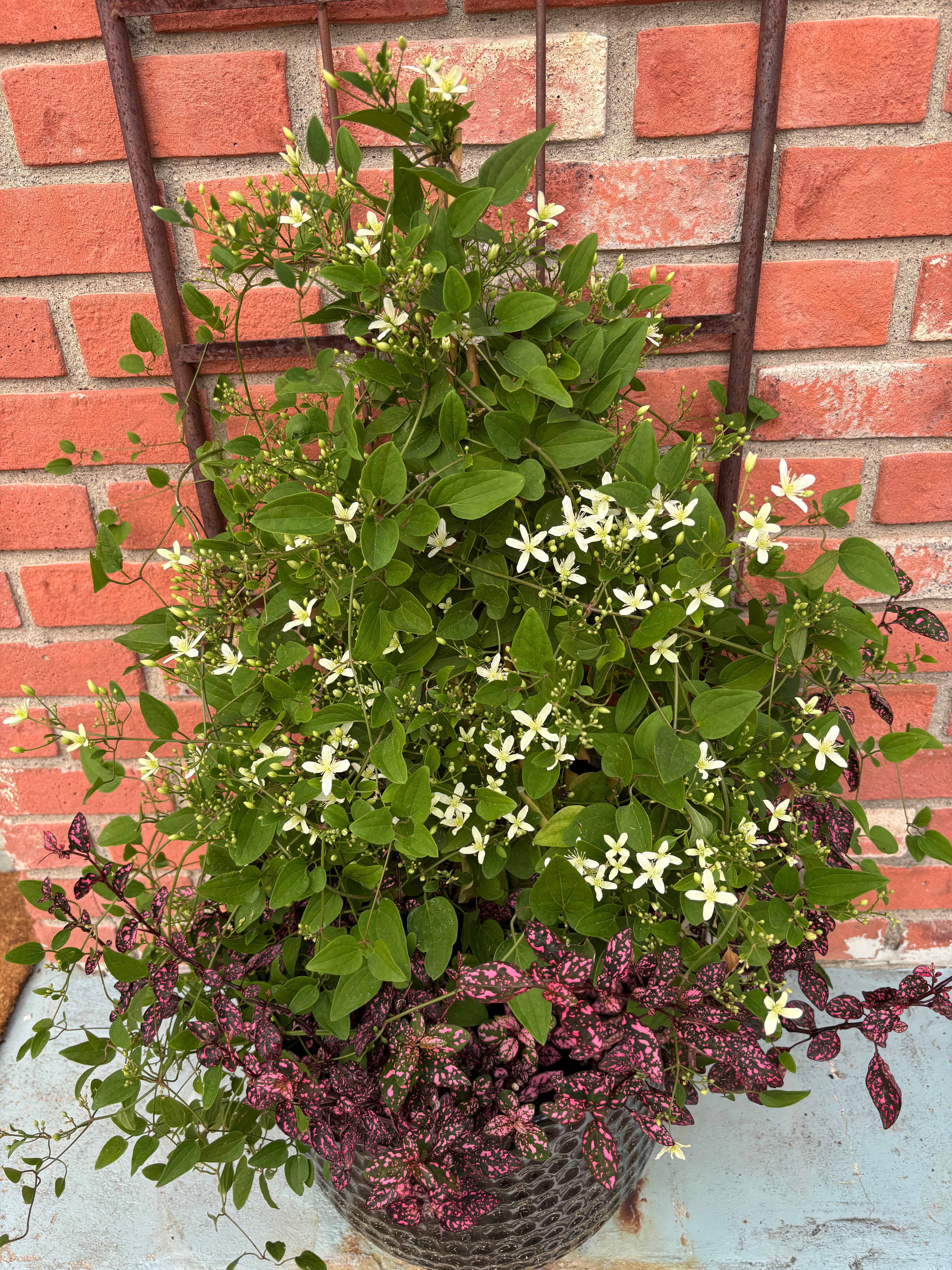 Clematis 'sweet Autumn' #1 Gallon