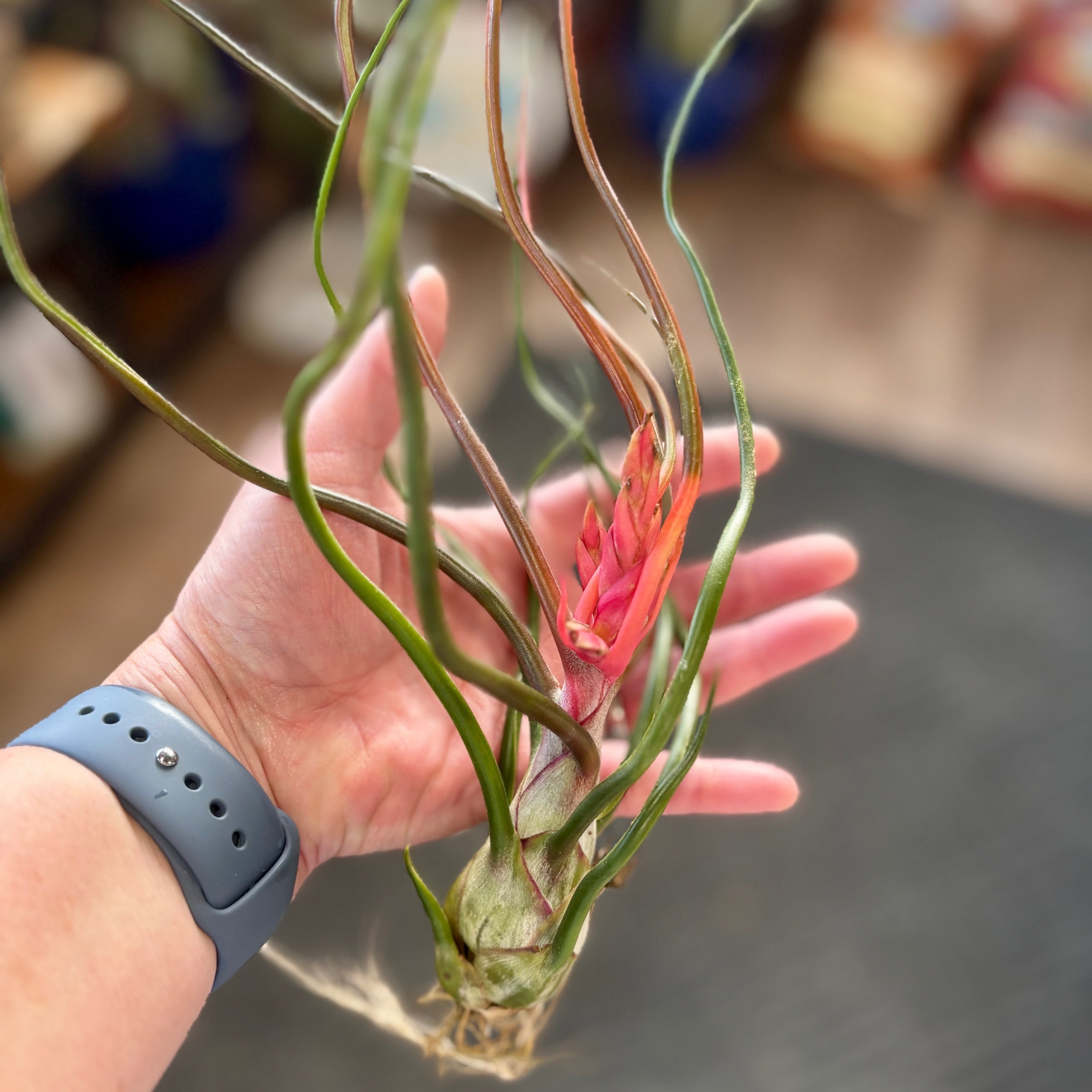 Tillandsia Bulbosa 'Belize'