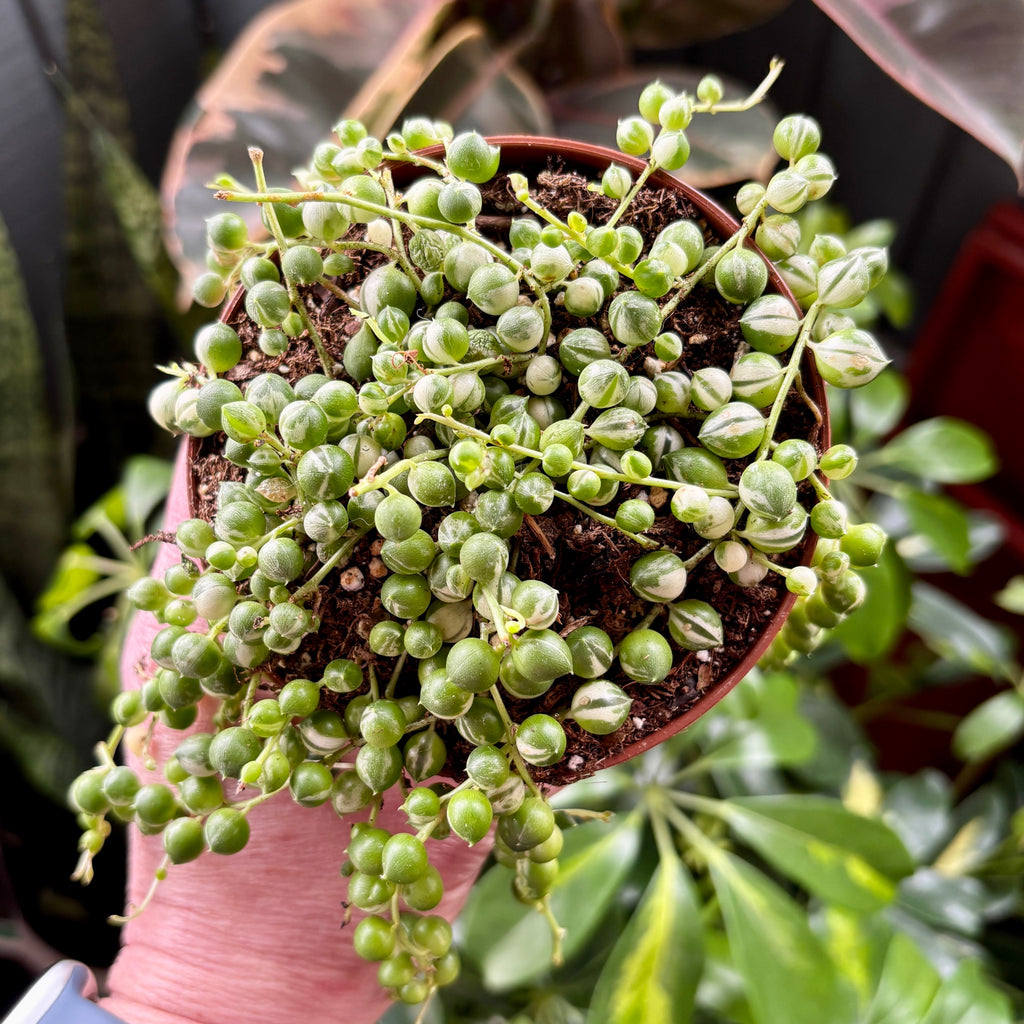 Variegated String Of Pearls