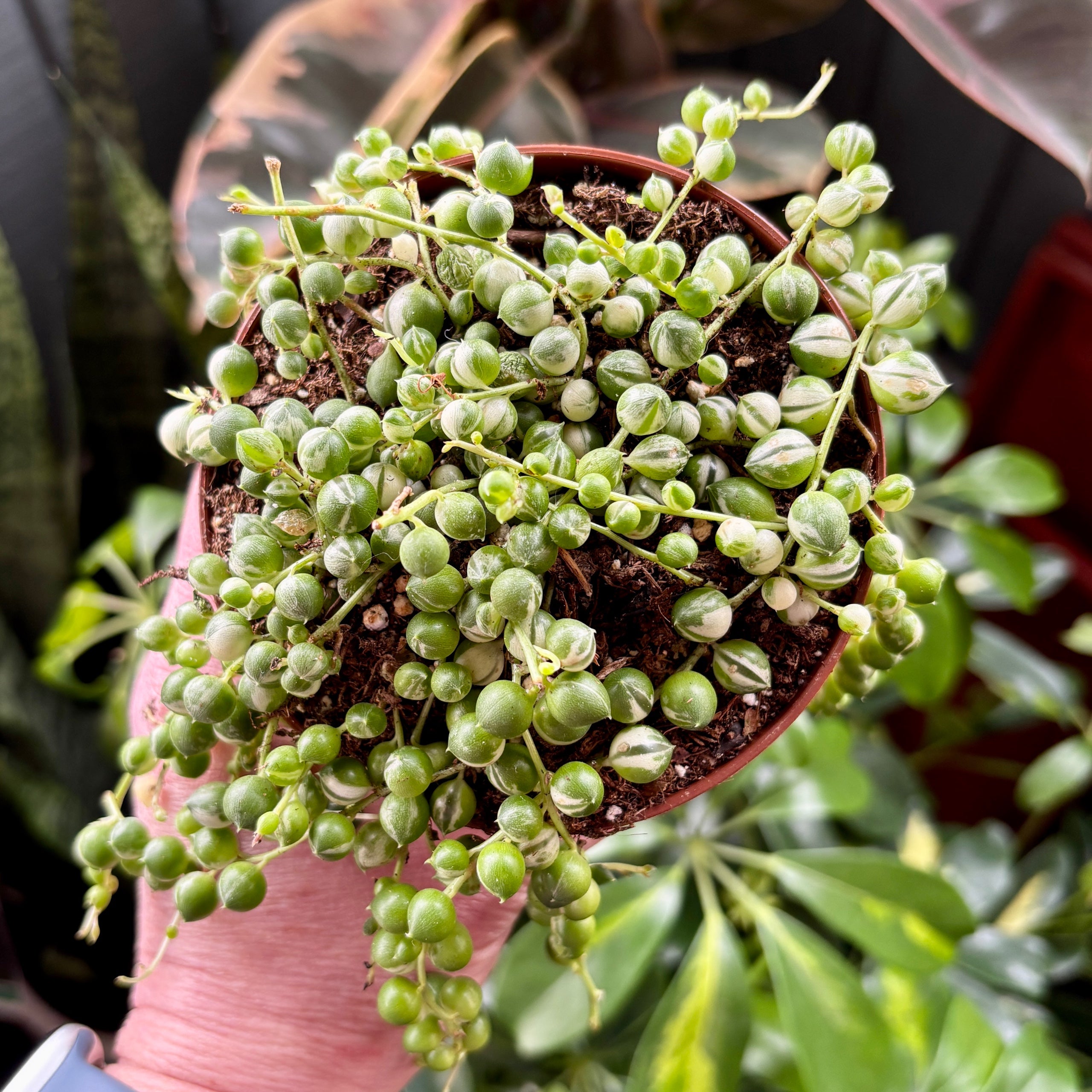 Variegated String Of Pearls