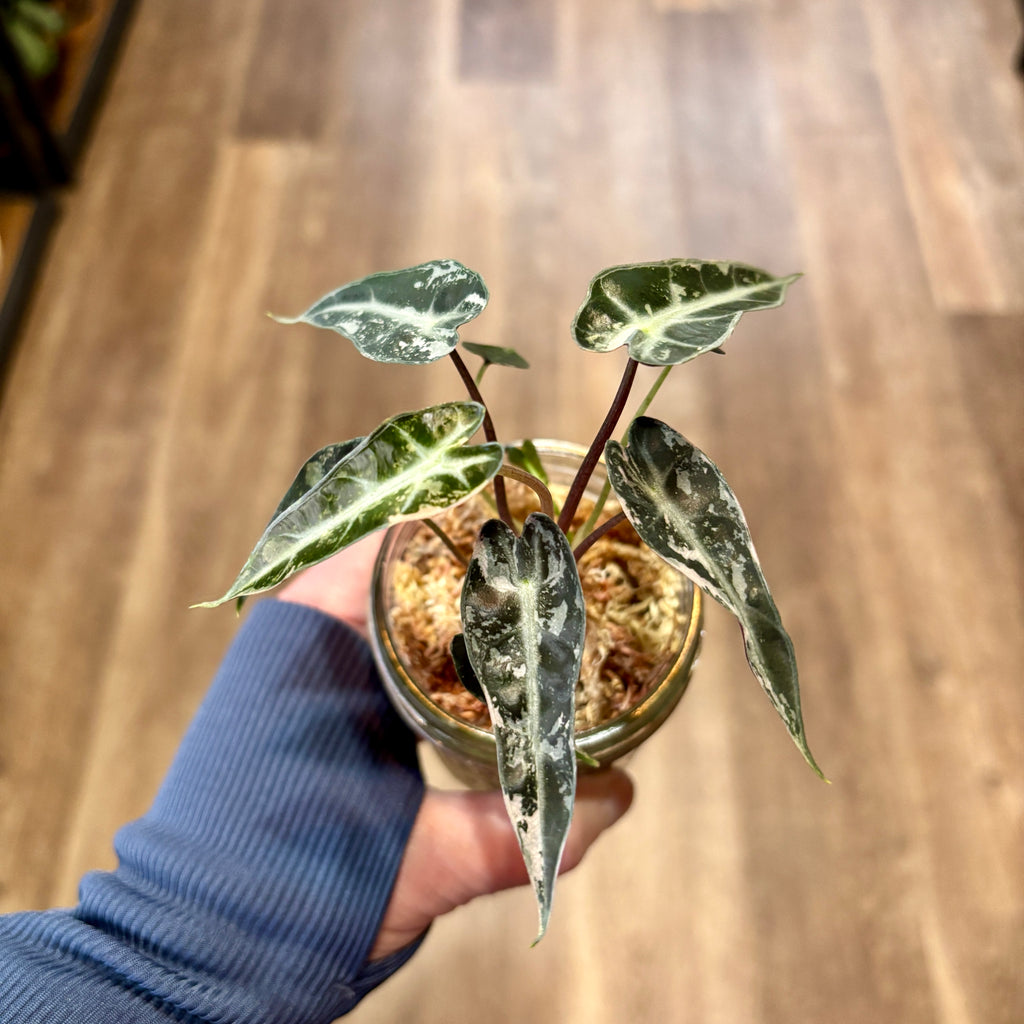 Alocasia Variegated 'Pink Bambino'
