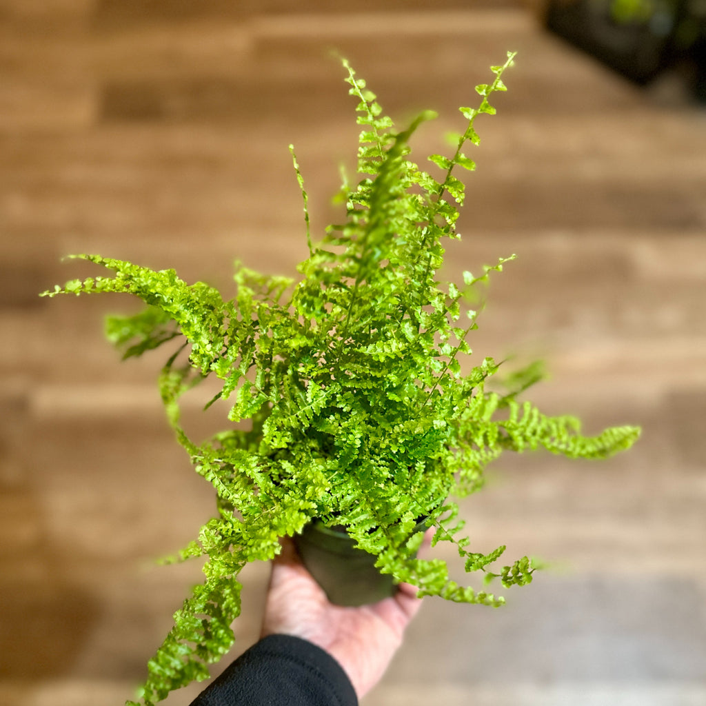 4" Florida Ruffles Fern - 6"