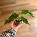 Philodendron 'White Princess' 3"