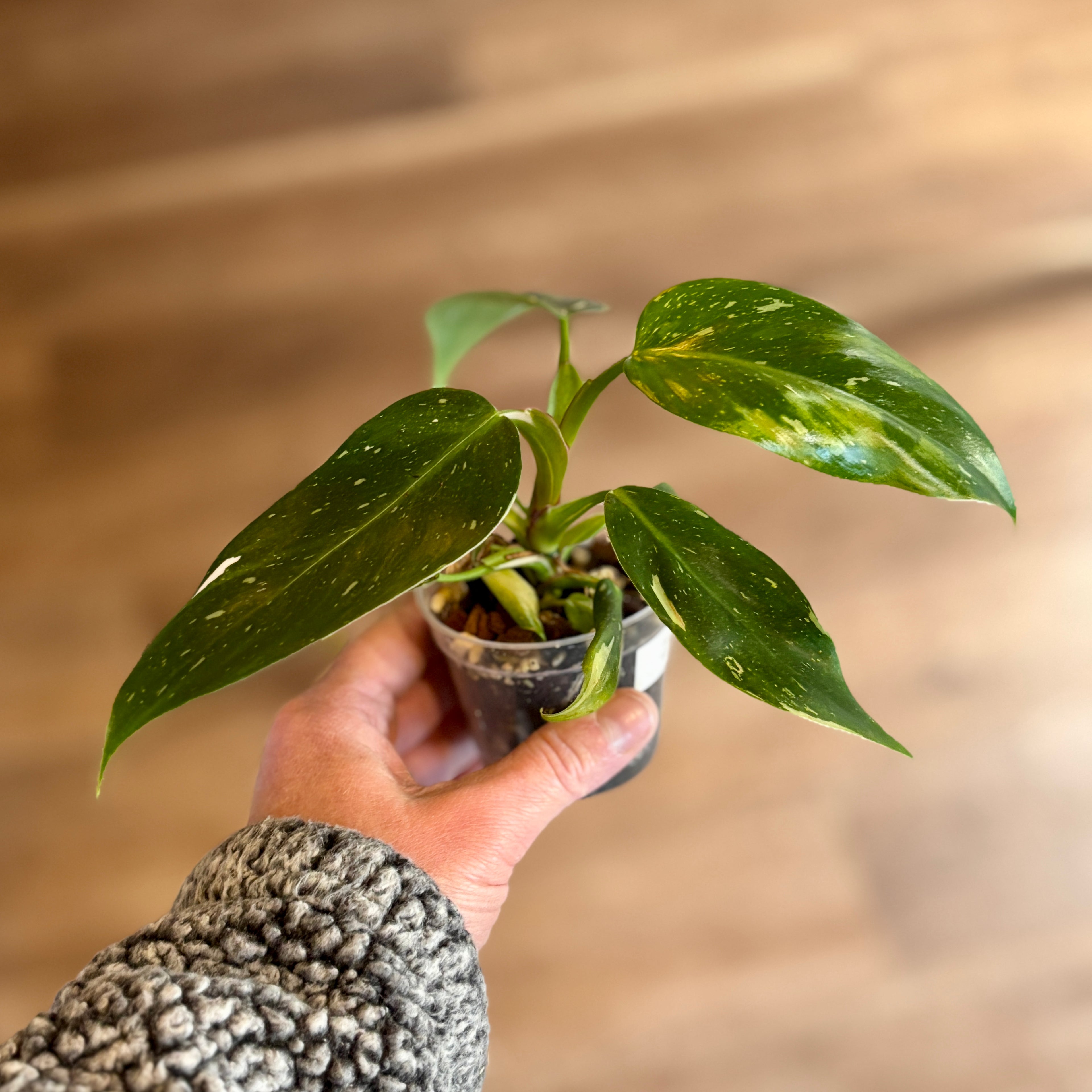 Philodendron 'White Princess' 3"
