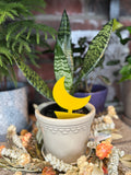 Fungus Gnat Sticky Traps