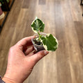 Alocasia 'Mickey Mouse'