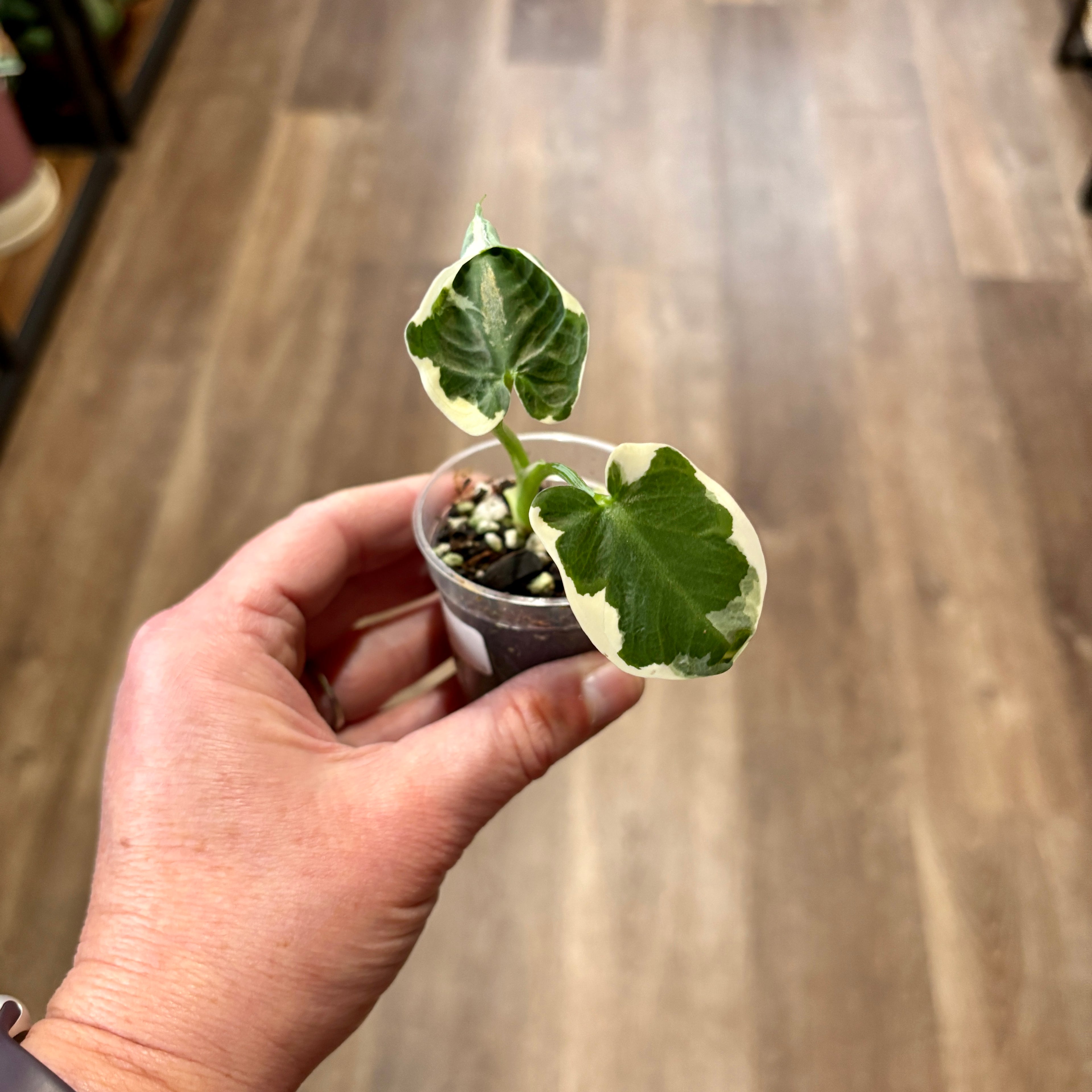 Alocasia 'Mickey Mouse'