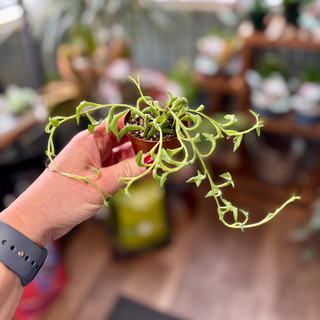 String Of Dolphins