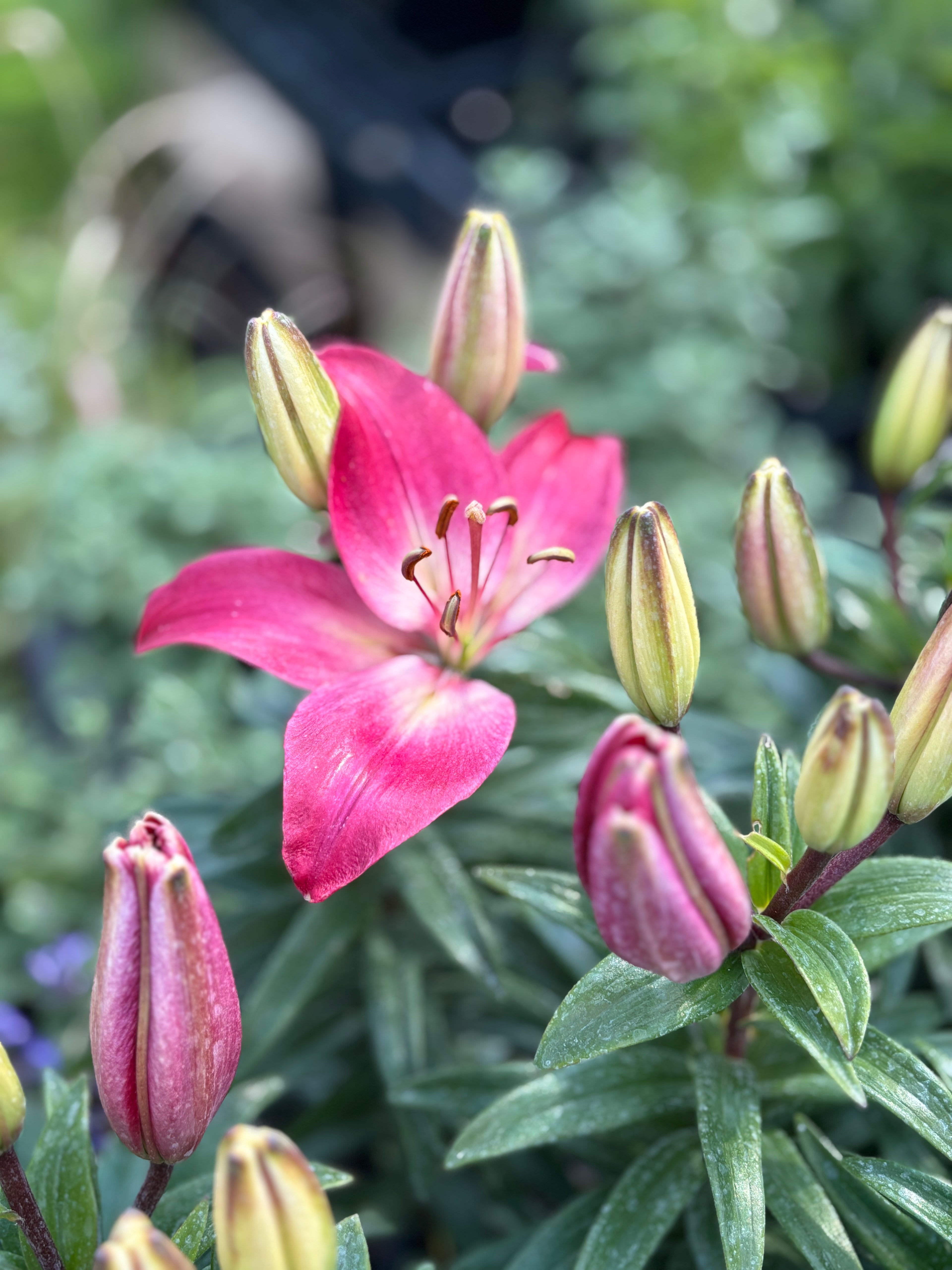 Lilium Asiatica 'Tiny Diamond' #1 Gallon Pot