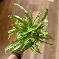 6" Lemon Button Fern