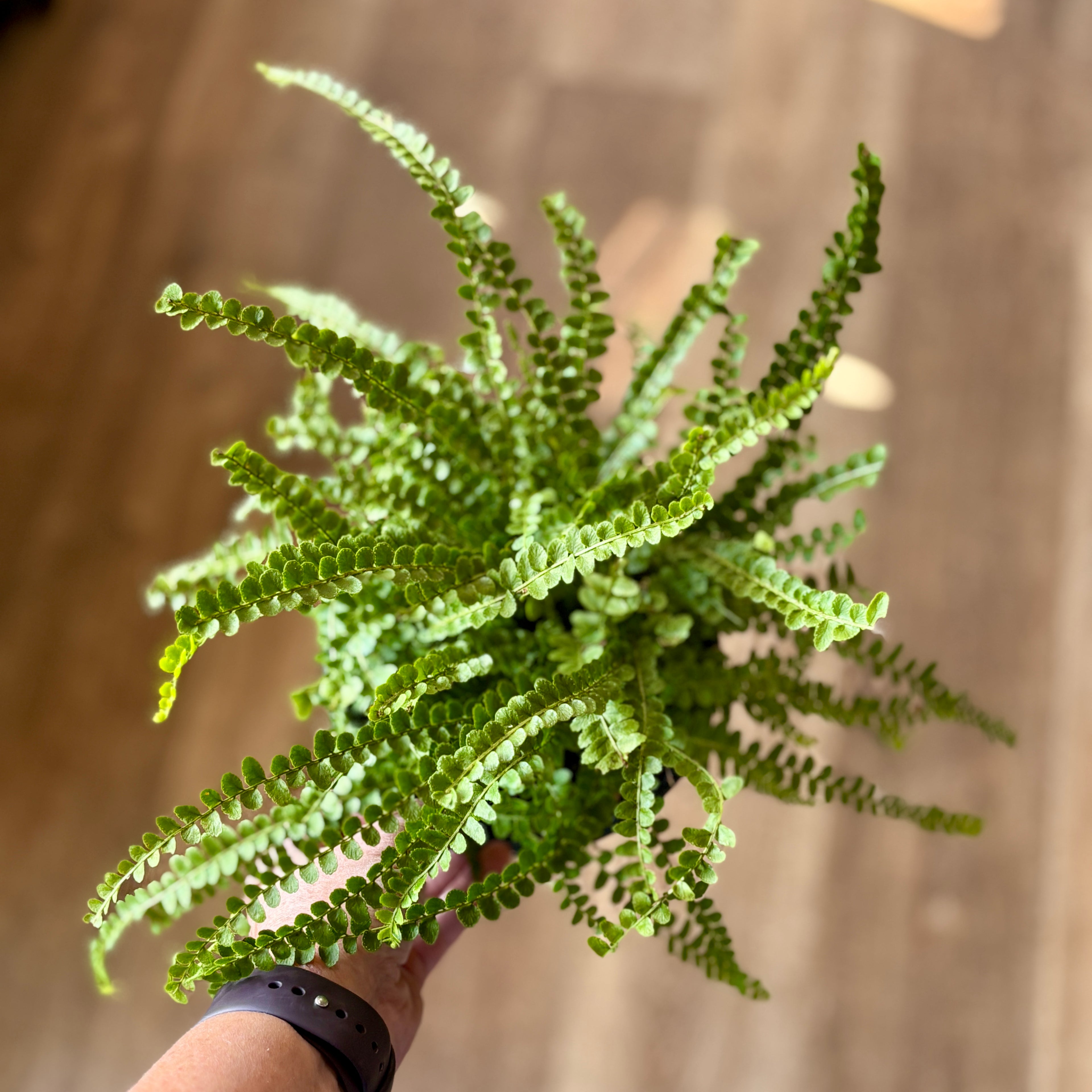 6" Lemon Button Fern