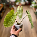 Philodendron 'Paraiso Verde' 3" Rooted Top Cut