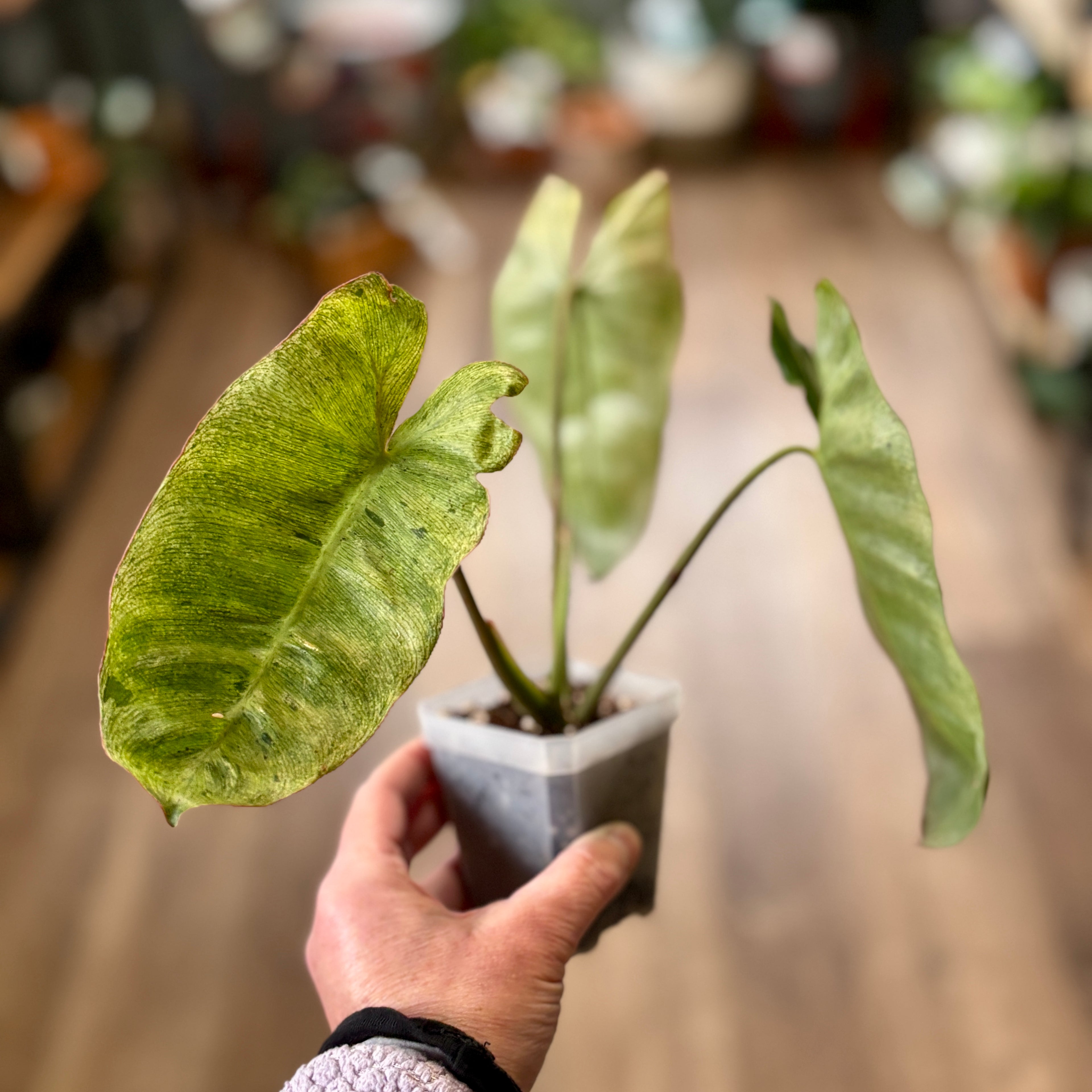Philodendron 'Paraiso Verde' 3" Rooted Top Cut