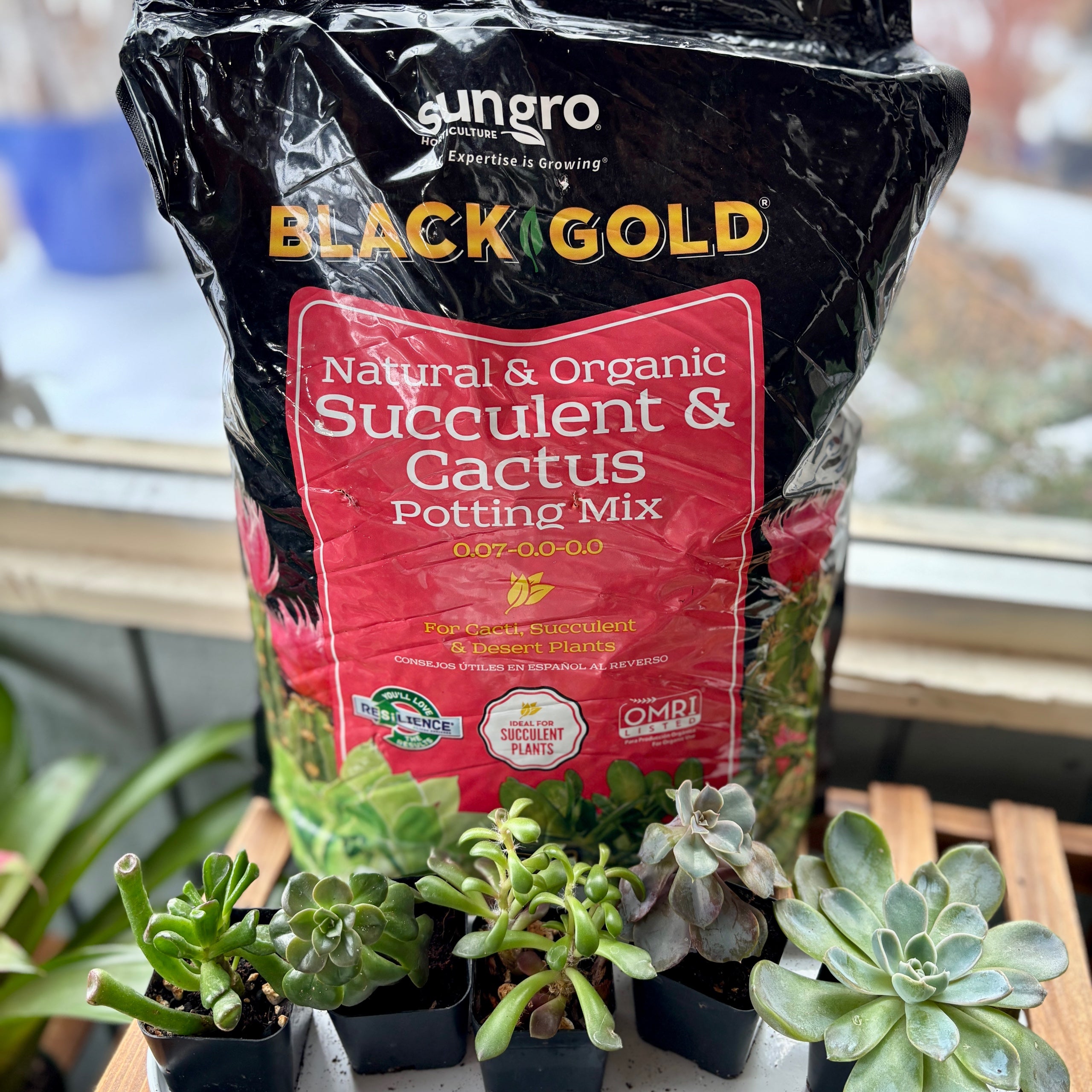 Black Gold Organic Succulent & Cactus Mix 8 Qt
