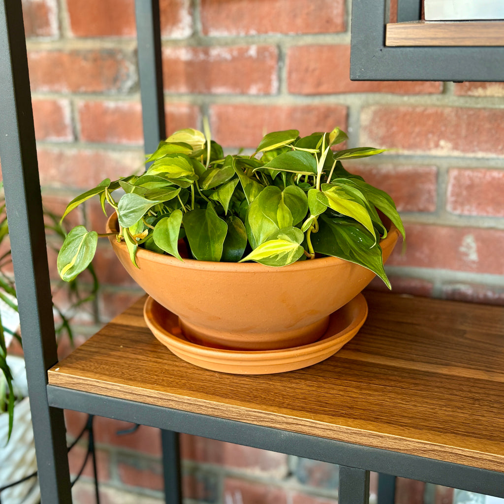 Terracotta Low Bowl 12"D X 5"H