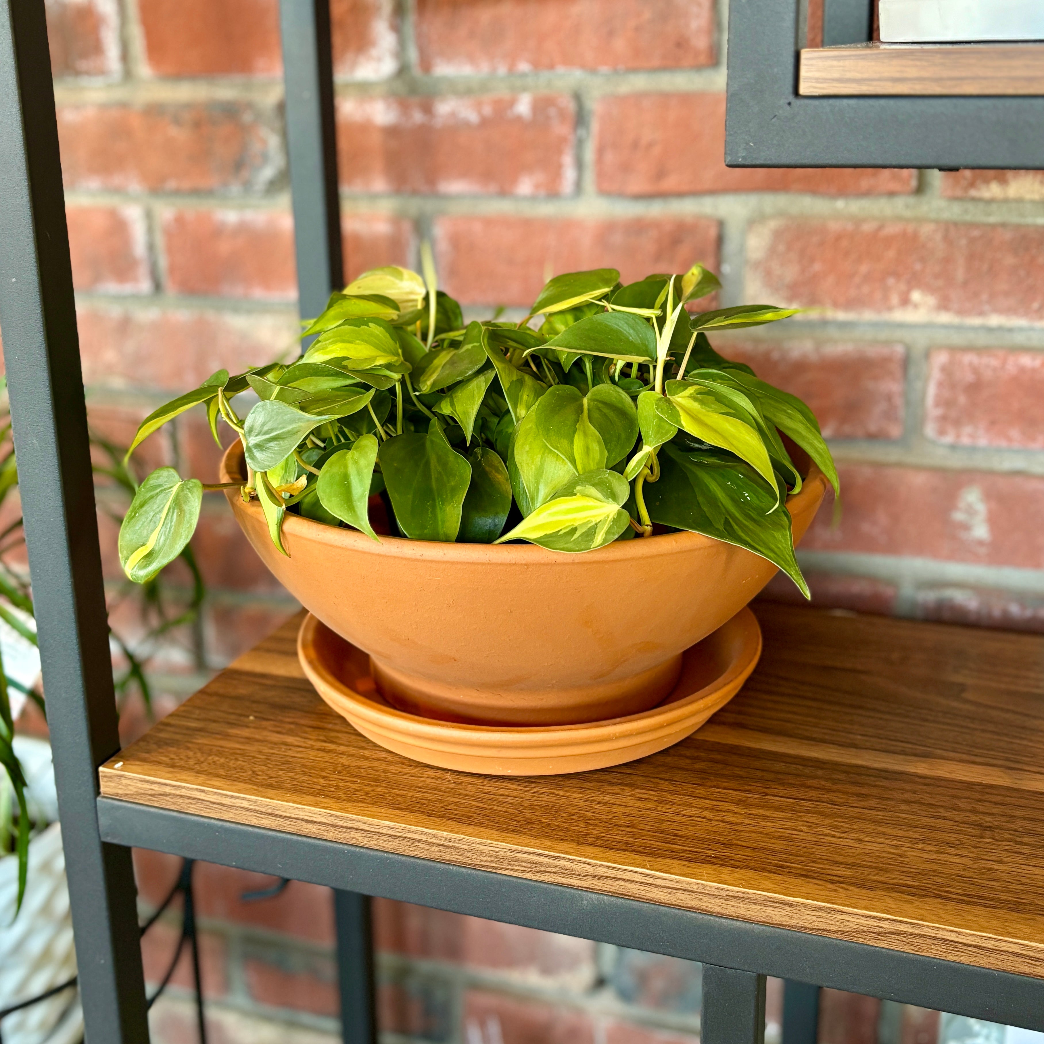 Terracotta Low Bowl 12"D X 5"H