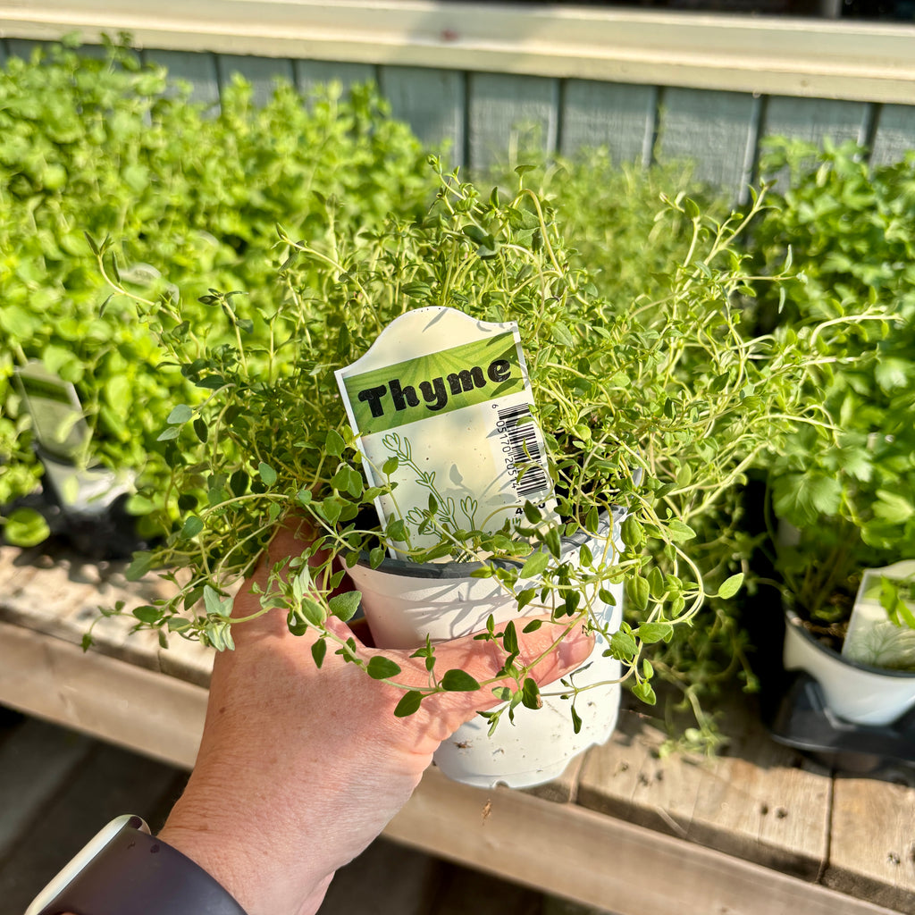 Culinary Thyme 4" Pot