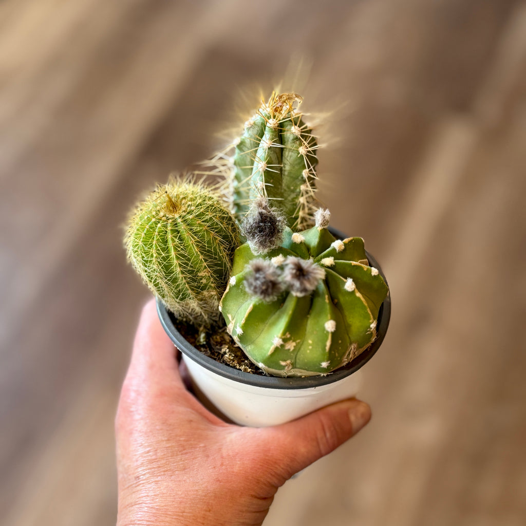Cactus Garden 4"