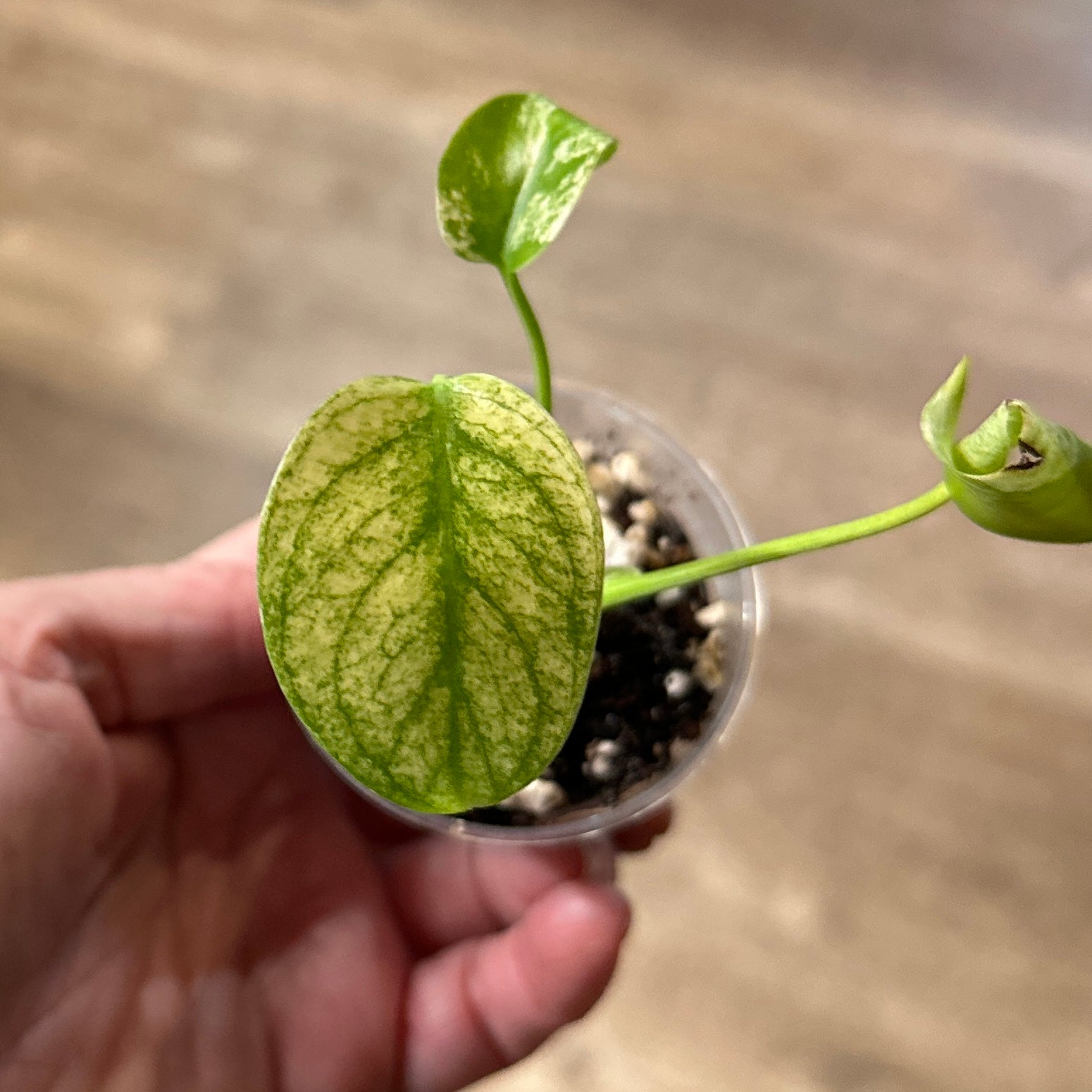Monstera 'White Monster' 2" Pot