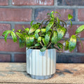 Carmen Round Cylinder Pot Pale Blue 4.5"