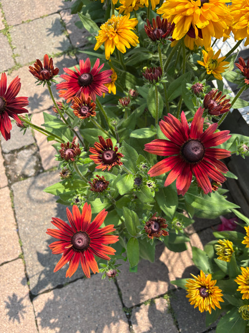 8" Sunbeckia Graffiti Scarlet