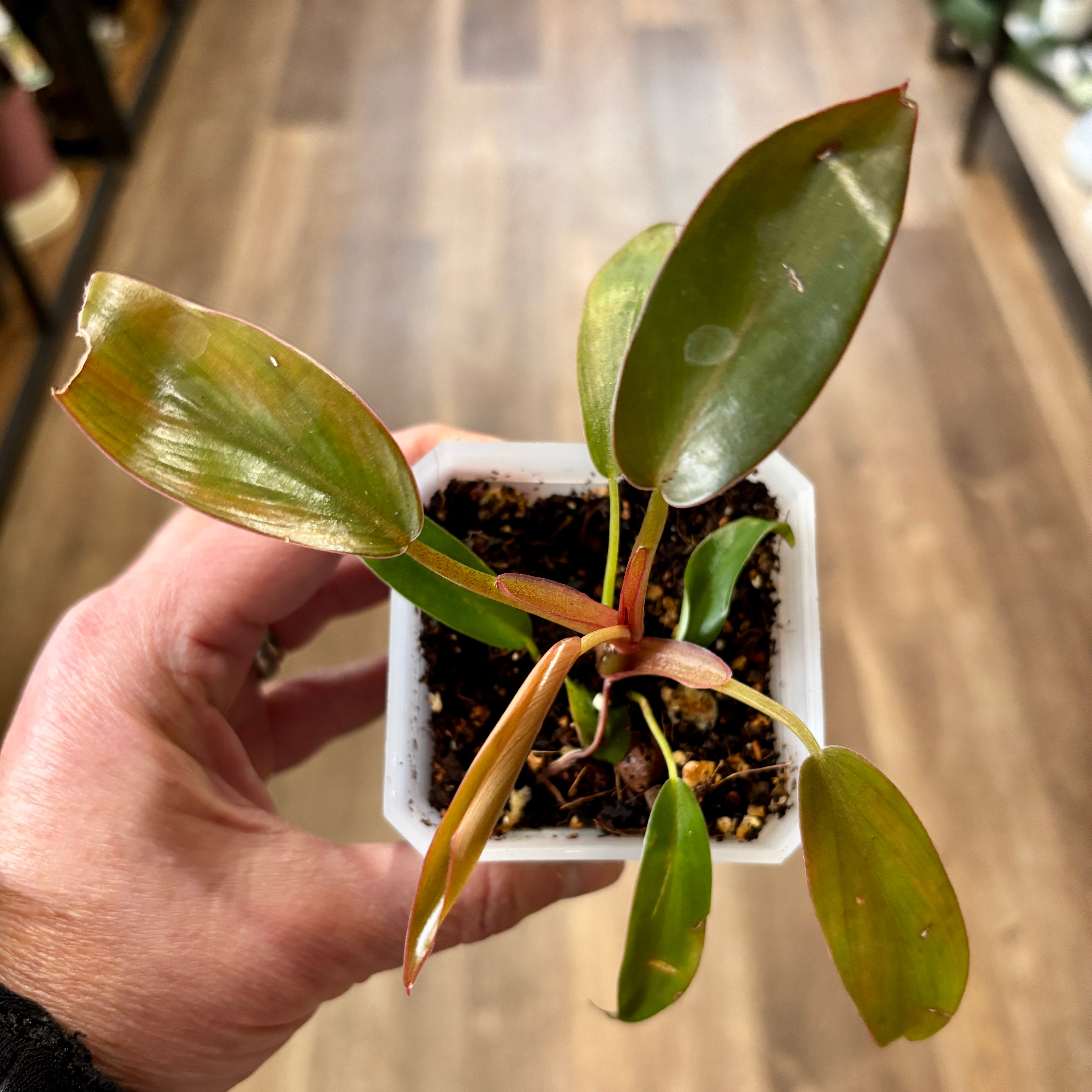 Philodendron 'Florida Bronze' - 2"