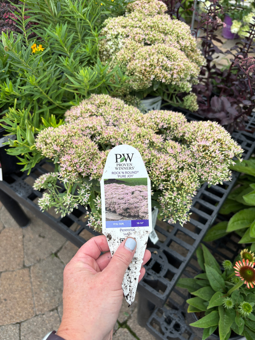 Sedum Pure Joy #1 Gallon