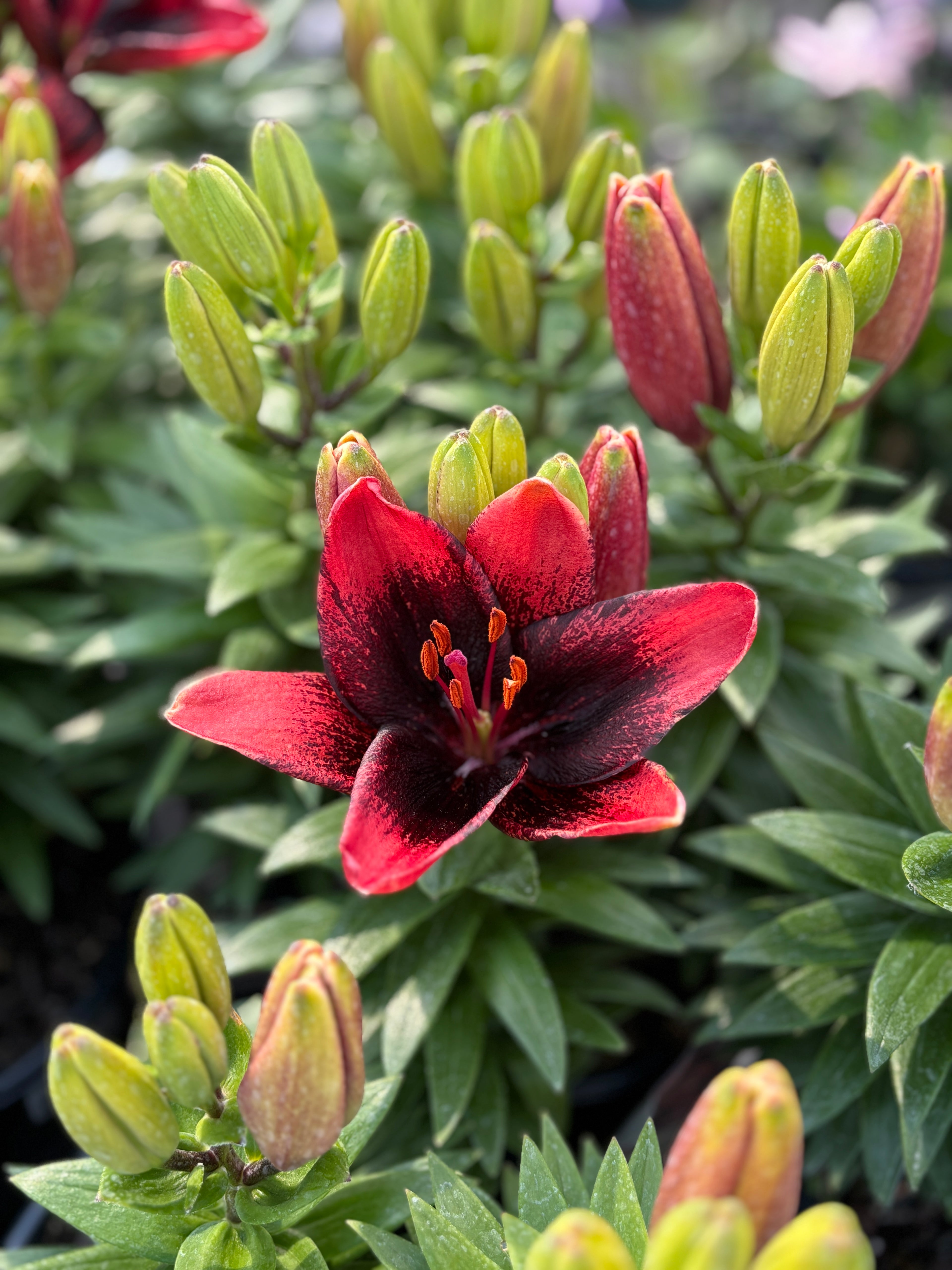 Lilium Asiatica 'Tiny Shadow' #1 Gallon Pot
